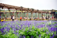 五一假期,在廣東盈香生態(tài)園偶遇紫色花海,邂逅了最美的自己